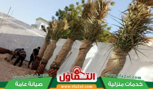 تكريب النخيل بالخبر 0500321743 | وتلقيح النخيل