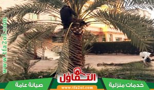 تكريب النخيل بالدمام (0500321743) تقليم - رش - تسميد بأيدي خبرة وخصم 15%