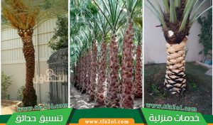 تكريب النخيل بجدة