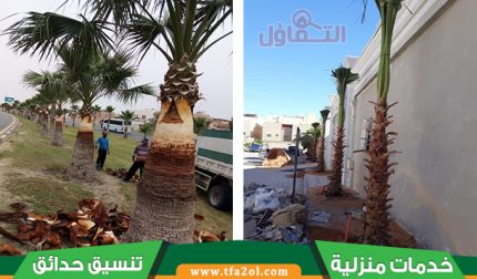 أفضل شركة تكريب النخيل بالرياض 0559599296