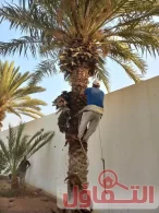 تكريب النخيل بالدمام (0500321743)| تقليم - رش - تسميد بأيدي خبرة وخصم 15%