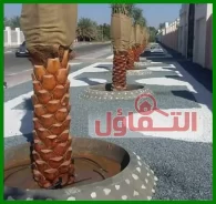 تكريب النخيل بالدمام (0500321743)| تقليم - رش - تسميد بأيدي خبرة وخصم 15%