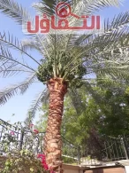 تكريب النخيل بالدمام (0500321743)| تقليم - رش - تسميد بأيدي خبرة وخصم 15%