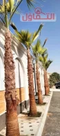 تكريب النخيل بالخبر 0500321743 | وتلقيح النخيل
