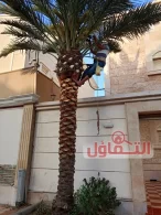 تكريب النخيل بالخبر 0500321743 | وتلقيح النخيل