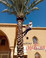 تكريب النخيل بالخبر 0500321743 | وتلقيح النخيل