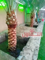 تكريب النخيل بالخبر 0500321743 | وتلقيح النخيل
