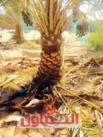 تكريب النخيل بجدة 0559914679 تلقيح وتنظيف نخيل مع خدمة مضمونة 24 ساعة