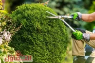 افضل عامل قص اشجار الرياض وإزالتها بأسعار مناسبة لعام 2026/25