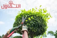 افضل عامل قص اشجار الرياض وإزالتها بأسعار مناسبة لعام 2026/25