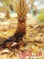 أفضل شركة تكريب النخيل بالرياض 0559599296