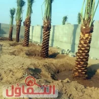 أفضل شركة تكريب النخيل بالرياض 0559599296