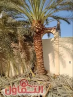 أفضل شركة تكريب النخيل بالرياض 0559599296