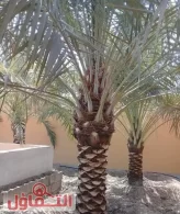 أفضل شركة تكريب النخيل بالرياض 0559599296