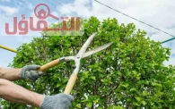 عامل قص اشجار بالدمام | شركة إزالة الأشجار بخدمة 24ساعة