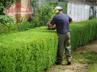 عامل قص اشجار بالدمام | شركة إزالة الأشجار بخدمة 24ساعة