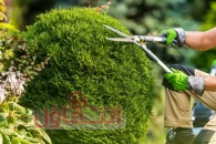 عامل قص اشجار بالدمام | شركة إزالة الأشجار بخدمة 24ساعة