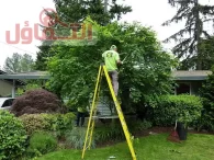 عامل قص اشجار بالدمام | شركة إزالة الأشجار بخدمة 24ساعة